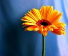 Ένα απλό λουλούδι που ωραίο δώρο για τη μητέρα σας